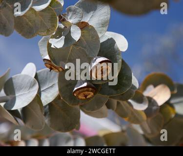 Primo piano delle teste di semi e delle foglie argentate della rosa mallee eucaliptus rhodantha. Foto Stock