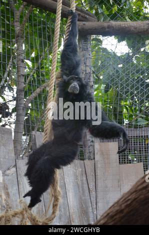 Siamang nel Jungle Park a Tenerife, Spagna Foto Stock