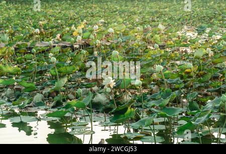 fattoria di loto in mattinata. Il paesaggio agricolo del Loto della Cambogia. Foglie fresche e bellissimi ninfee nel campo di allevamento di loti a Nakhon Pathom Provinc Foto Stock