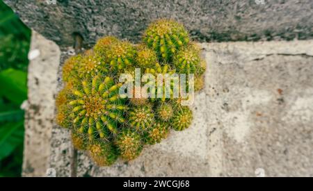 Cactus verde e picco. Primo piano della messa a fuoco selettiva con vista dall'alto sul gruppo cactus Golden Barrel. specie ben note di cactus, ampiamente coltivate come un Foto Stock