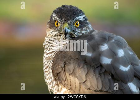 Falco di passero eurasiatico adulto in un punto d'acqua in una foresta di pini e querce alla prima luce di un giorno d'autunno Foto Stock