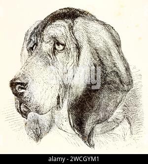 Testa di Bloodhound in una vista espressiva di tre quarti, concentrati sulle caratteristiche del viso e sullo sguardo. Il tracciato spontaneo si dissolve in uno sfondo vuoto. 1878 Foto Stock
