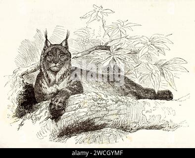 Lince canadese (Lynx canadensis) appoggiata su un ramo, con orecchie tufty e ruff, linework espressivo e stile xilografico. Pubblicato nel 1878. Foto Stock