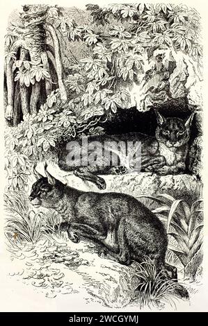Caracal (Caracal caracal) riposa e vigila nella fitta vegetazione forestale. Taglio in legno espressivo con dettagli naturali. Incisione pubblicata nel 1878. Foto Stock