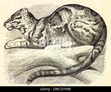 Vecchia incisione del 1878 di un leopardo nuvoloso (neofelis nebulosa) accovacciato su un ramo, osservando la preda. I linework espressivi ne esaltano il manto a motivi geometrici. Foto Stock