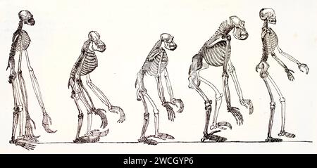 1878 incisione comparativa di scheletri di gibbone, orangutan, scimpanzé, gorilla e umani, illustrando le differenze anatomiche tra primati e umani. Foto Stock