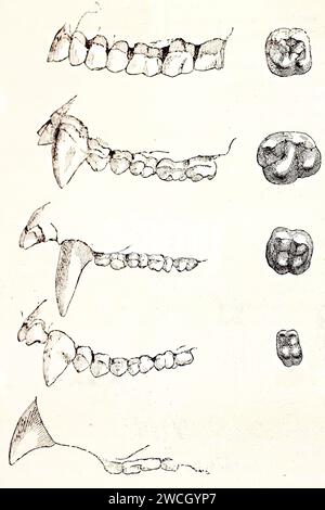 1878 incisione che confronta mascelle superiori e molari di umani, gorilla, scimpanzé, orangutan e gibbon. Illustrazione scientifica comparativa in legno Foto Stock