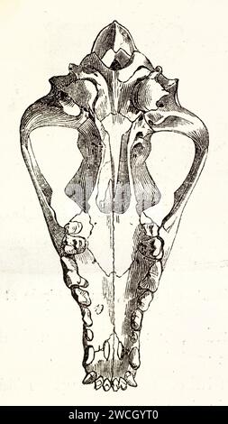 Vecchia illustrazione incisa del cranio del cane e della mascella (vista dal basso). Di autore sconosciuto, pubblicato su Brehm, Les Mammifers, Baillière et fils, Parigi, 187 Foto Stock