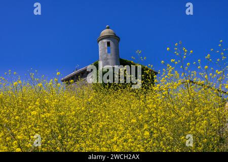 Durlston Country Park, Dorset, Regno Unito Foto Stock