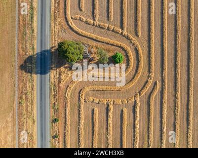 Vista aerea delle linee di raccolta intorno a un albero in un campo lungo una strada di campagna rettilinea a Moolort nel Victoria centrale, Australia. Foto Stock