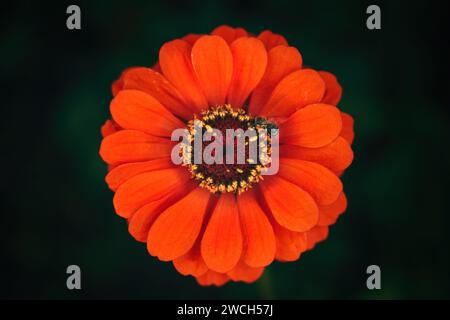 Ape miele su fiore rosso di zinnia comune, vista dall'alto Foto Stock