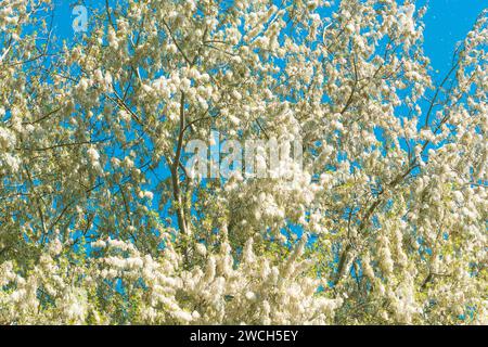 Gattini di pioppo bianco (populus alba) in fiore in primavera, messa a fuoco selettiva Foto Stock