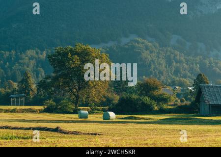 Idilliaco e pittoresco prato agricolo con balle di foraggio arrotolate di erba falciata avvolta in plastica nel pomeriggio d'estate, dettaglio proveniente dalla regione di Bohinj in Slovenia, Foto Stock