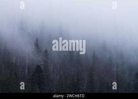 Foresta di Foggy su un pendio montano nei Carpazi. Foto Stock