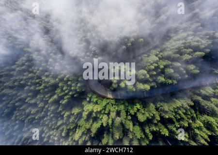 Vista dall'alto di una verde foresta di conifere con nebbia mattutina e strada sterrata tra le montagne. Foto Stock