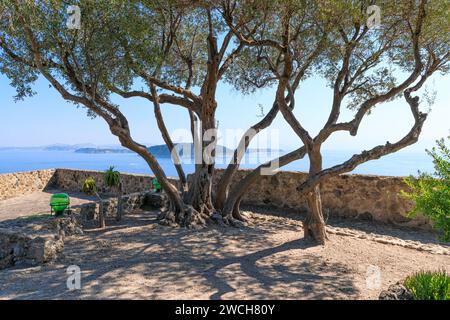 Vista sulla costa di Procida da un suggestivo giardino sull'isola d'Ischia, Italia. Foto Stock