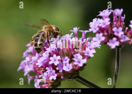Un'ape da miele che si nutre e impollina un fiore di Verbena viola al sole Foto Stock