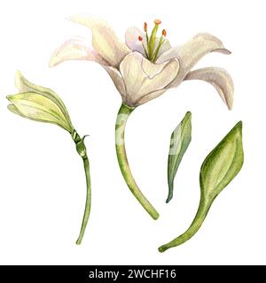 Fiori bianchi ad acquerello isolati su sfondo bianco. Illustrazione botanica floreale di Pasqua disegnata a mano. Set con giglio bianco, stelo e foglie. Elemento Foto Stock