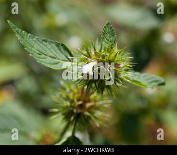 GALEOPSIS TETRAHIT ortica di canapa comune Foto Stock