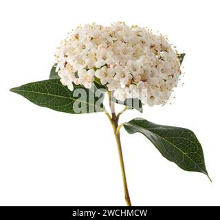 Fiori di Laurestine (Viburnum tinus) isolati su sfondo bianco Foto Stock