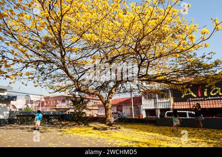 Albero della tromba d'oro, conosciuto come cortez amarillio in spagnolo in primavera in Costa Rica, con fiori che ricoprono il cortile Foto Stock