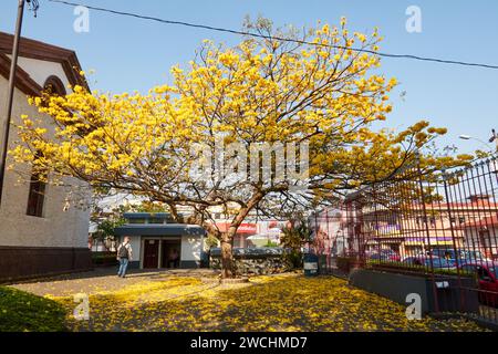 Albero della tromba d'oro, conosciuto come cortez amarillio in spagnolo in primavera in Costa Rica, con fiori che ricoprono il cortile Foto Stock