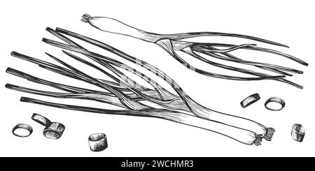 Le cipolle verdi giacciono. Illustrazione vettoriale disegnata a mano in stile incisione. Disegno dettagliato di erbe da cucina intere e pezzi. Prodotto del mercato agricolo. Illustrazione Vettoriale