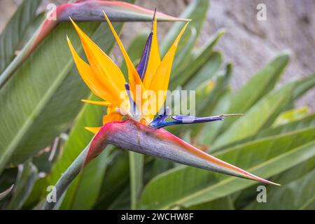 Uccello del Paradiso fiore (strelitzia) Foto Stock