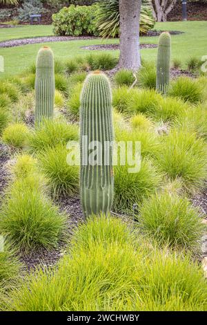 Alti cactus nei Royal Botanic Gardens, Sydney, Australia Foto Stock