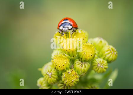 ladybird su un fiore giallo Foto Stock