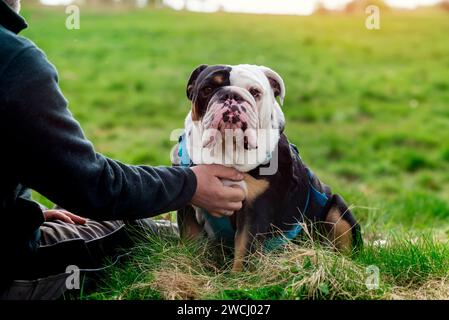 Un pensionato felice con i bulldog inglesi che vanno per una passeggiata nel Peak District al tramonto. Addestramento del cane. Tempo libero in pensione Foto Stock