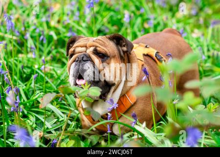 Red English British Bulldog Dog guardando in su, lecendo la sua lingua e seduto nei bluebells in primavera caldo giorno di sole Foto Stock