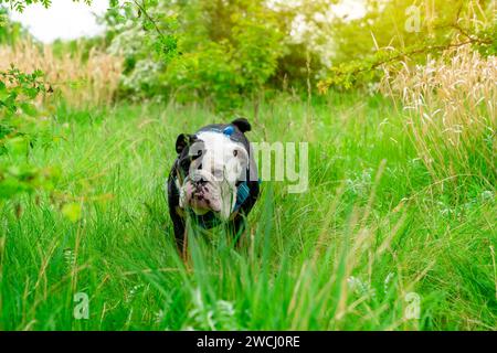 Nero tricolore divertente inglese britannico Bulldog Dog out per una passeggiata guardando in su seduto in erba nella foresta in autunno giorno di sole al tramonto Foto Stock