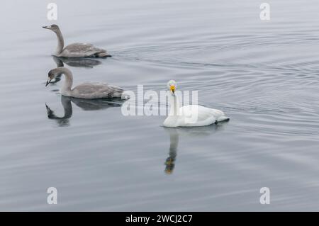 Un trio di graziosi cigni, un adulto e due giovani, nuotano tranquillamente attraverso le calme acque di un lago coperto di nebbia durante le pause mattutine. Foto Stock