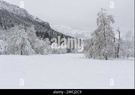 Una scena tranquilla mostra una fitta foresta ricoperta di neve con creste di montagna che si stagliano sullo sfondo, mettendo in evidenza la quiete di una giornata invernale Foto Stock