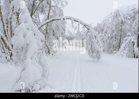 Un tranquillo paesaggio innevato cattura un arco naturale creato dalla neve pesante che appesa i rami degli alberi su un sentiero isolato. Foto Stock