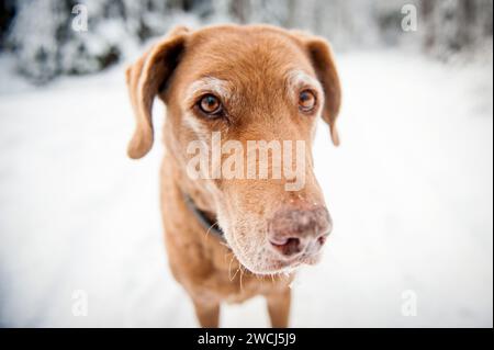 Senior Dog in inverno Foto Stock