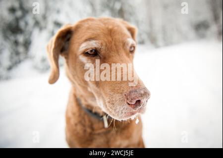 Senior Dog in inverno Foto Stock