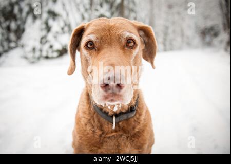 Senior Dog in inverno Foto Stock