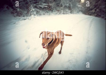 Senior Dog in inverno Foto Stock