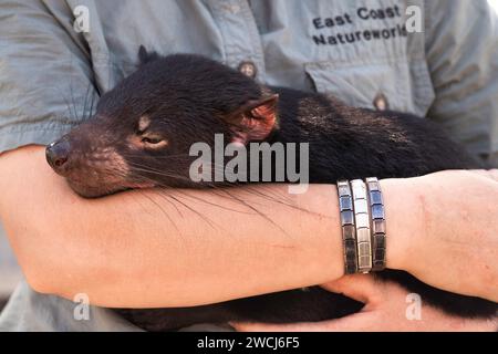 Il diavolo della Tasmania si trova tra le braccia di un lavoratore del Natureworld Sanctuary della costa orientale a Bicheno. Concentrati sulla testa Foto Stock
