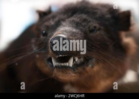 Vista frontale della testa di un diavolo della Tasmania con la bocca mezza aperta. Animale molto raro e unico. Sarcophilus harrisii. Profondità di campo ridotta, su b bianco Foto Stock