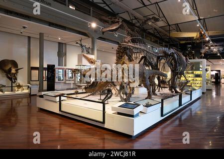 Mostre di storia e scienze naturali della Tasmania nel Queen Victoria Museum Inveresk and Art Gallery (QVMAG) Foto Stock