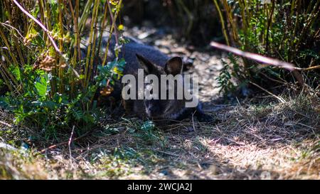 Un giovane canguro nello zoo durante il giorno, che si nasconde dai raggi del sole urlando. Foto Stock