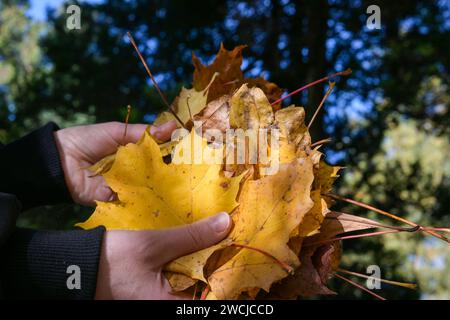 la donna tiene in mano molte foglie autunnali, splendidi colori autunnali e una vista ravvicinata delle foglie con uno sfondo sfocato. Foto Stock