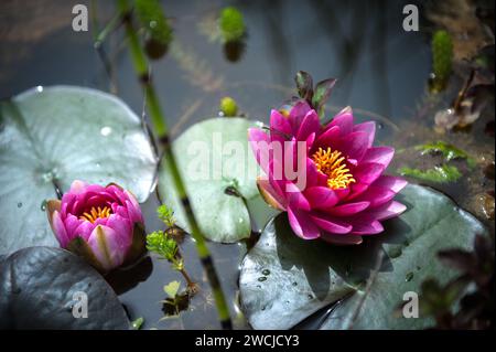 Gigli d'acqua rosa su uno stagno Foto Stock