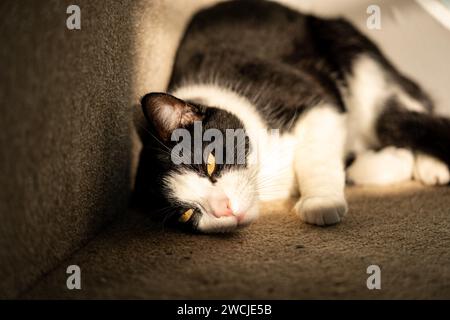 Un gatto bianco e nero poggia sulla scala Foto Stock