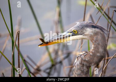 Nel cuore di San Francisco, un maestoso Great Blue Heron abbellisce Heron's Head Park. Con la sua maestosa statura, questo abitante aviario aggiunge un fascino regale Foto Stock