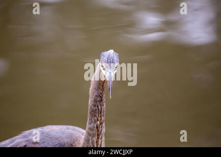 Nel cuore di San Francisco, un maestoso Great Blue Heron abbellisce Heron's Head Park. Con la sua maestosa statura, questo abitante aviario aggiunge un fascino regale Foto Stock