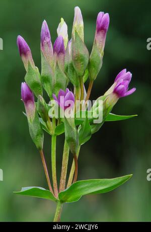 Field Gentian / Felwort (Gentianella campestris), Growing in croftland Meadow, Sutherland, Scozia, luglio 2003 Foto Stock